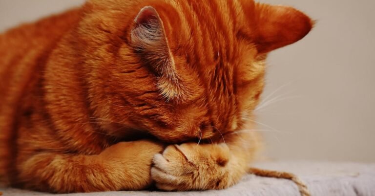 What You Need To Know About Caring For Your Feline Friend