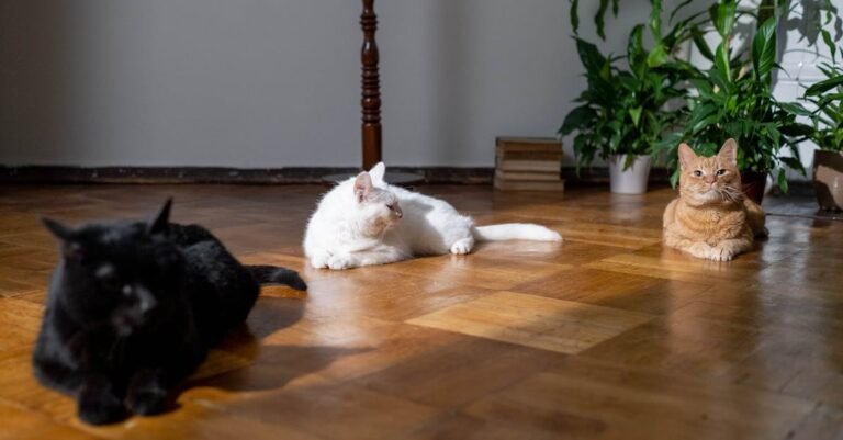 What Is Your Cat Trying To Tell You? Find Out With These Tips!