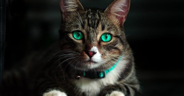 Searching For Great Cat Tips? Look Here!